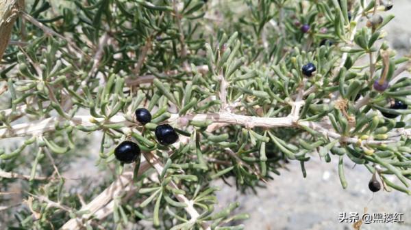 新疆自駕遊,在塔什庫爾乾的古道上,發現一大片不知名的“綠水” 新疆自駕遊,在塔什庫爾乾的古道上,發現一大片不知名的“綠水”