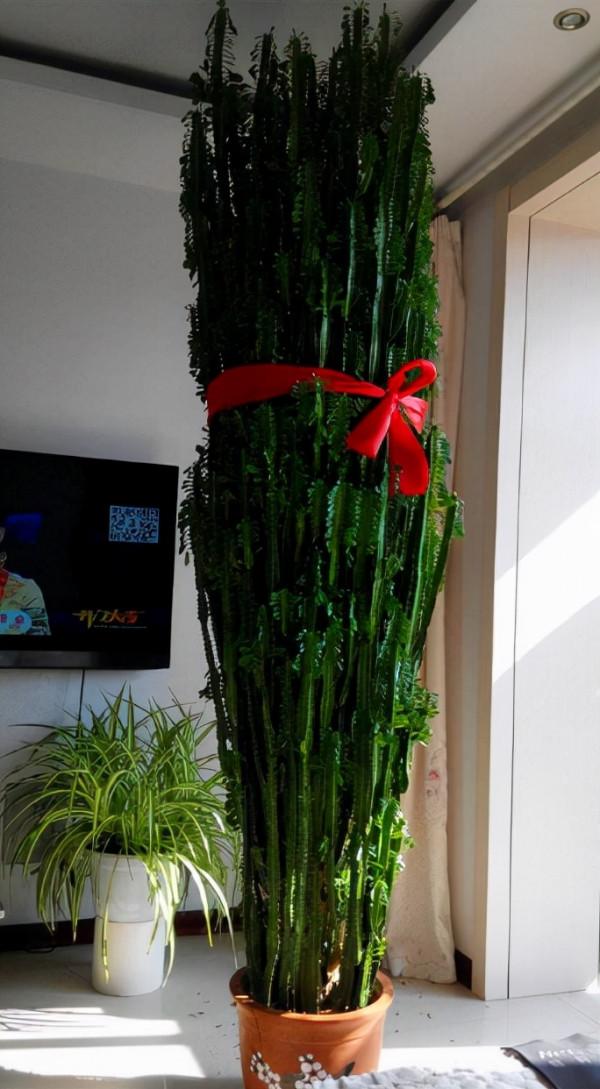 喜歡“小盆”的12種花，幹養多曬，擠著養，枝葉翠綠花大如碗