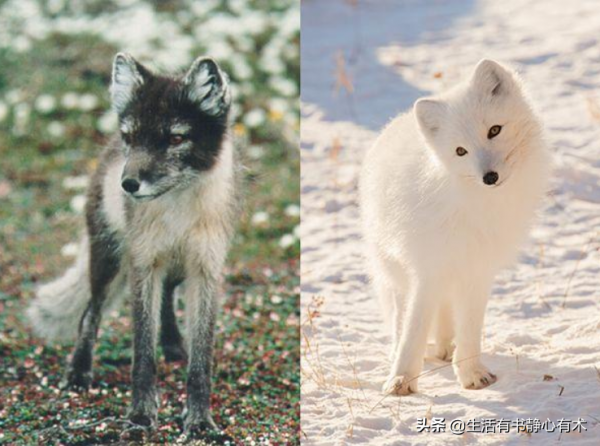 漲知識，擁有天使般的微笑“北極狐”