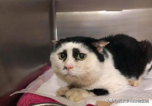 好看的皮囊千篇一律，但是醜的千姿百態的貓你都見過嗎？