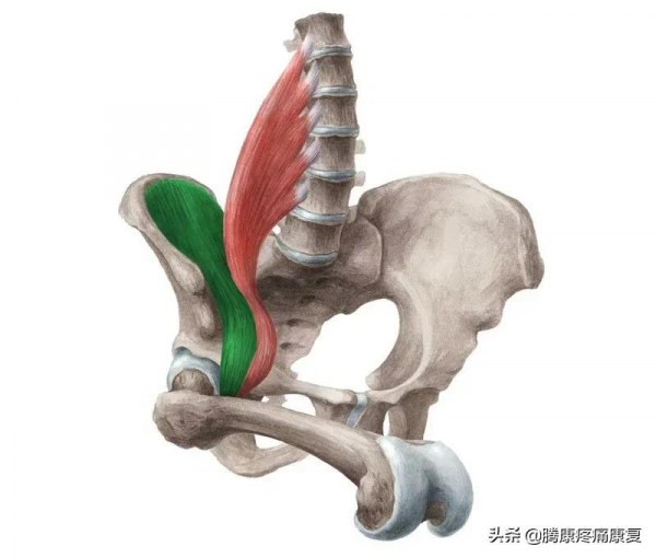 髖關節屈肌的伸展運動
