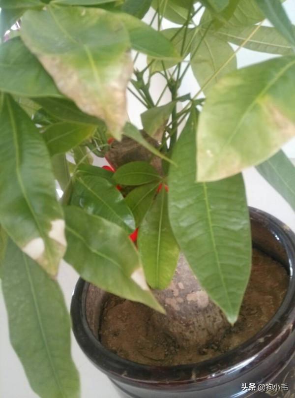 為什麼你養的花木長勢不好？還經常死亡，原因可能在這