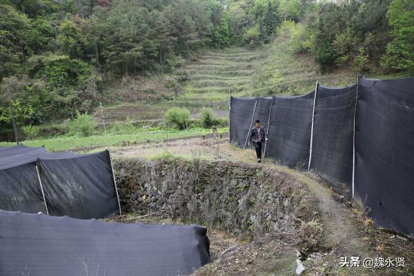 陝西32歲小夥紮根秦嶺深山,種了10多年靈芝,25畝一年淨掙百萬 陝西32歲小夥紮根秦嶺深山,種了10多年靈芝,25畝一年淨掙百萬