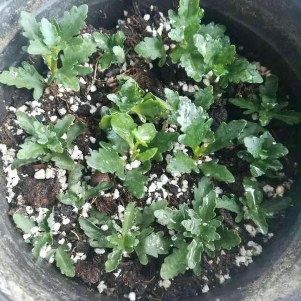 這5種葉子,現在可扦插,生根快成活率高,30天收穫滿滿一陽臺 這5種葉子,現在可扦插,生根快成活率高,30天收穫滿滿一陽臺