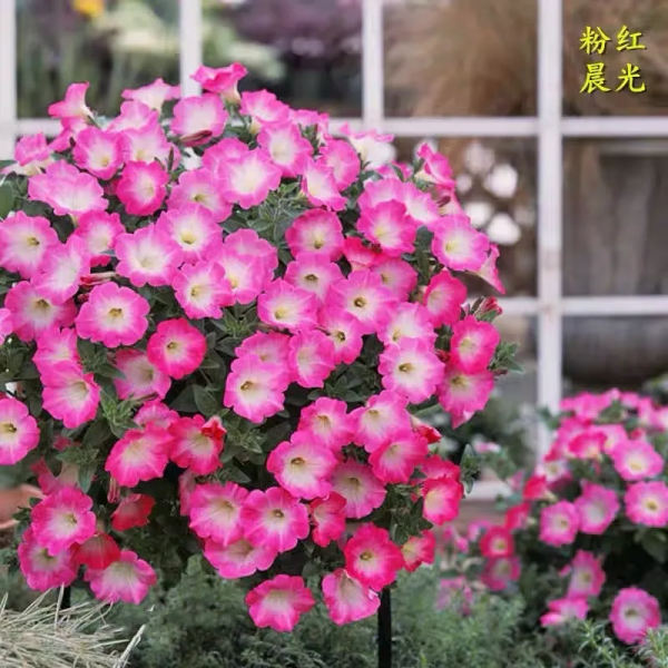 網紅矮牽牛品種介紹：愛慕系列、天空家族系列、花衣系列等