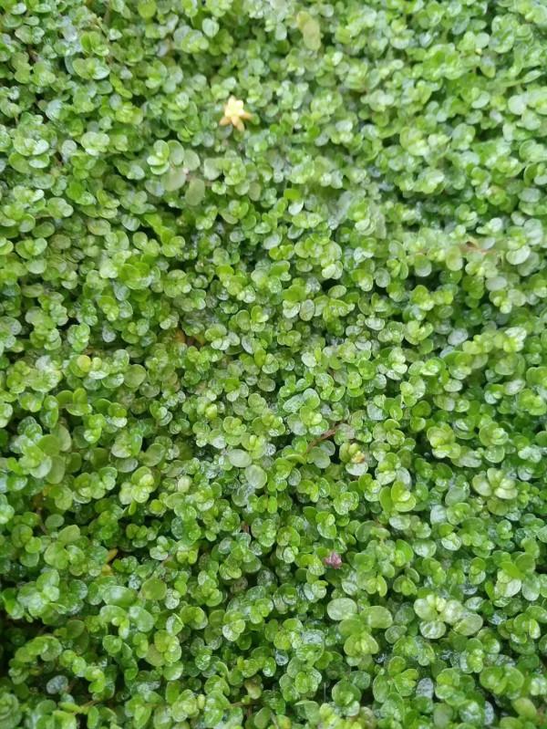 5種很好打理的“草” 5種很好打理的“草”