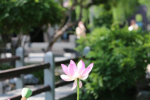 多圖直擊 醉美園博園