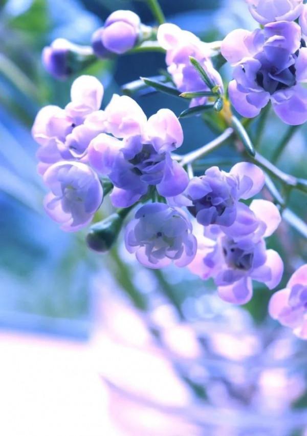 分享圖片，唯美浪漫丁香花