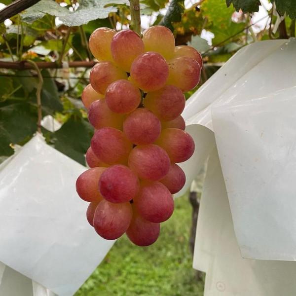 日本葡萄品種:姬果 日本葡萄品種:姬果