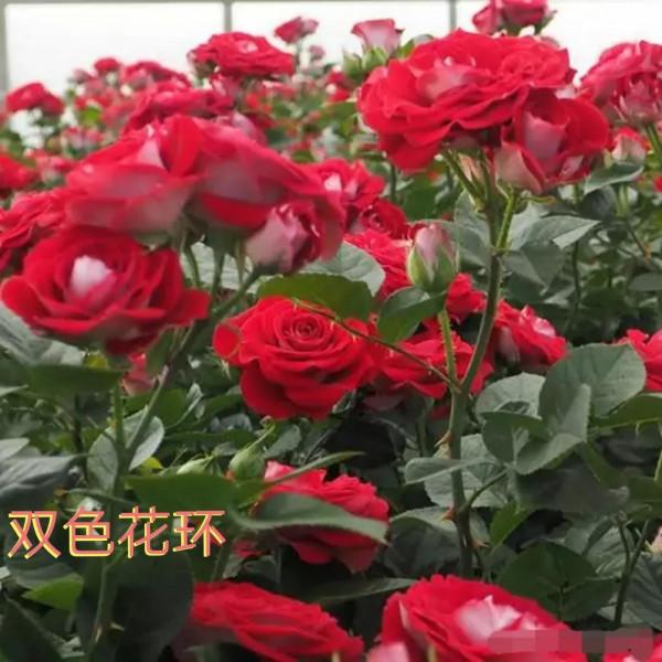 德國科德斯又一系列——花環系列月季 德國科德斯又一系列——花環系列月季