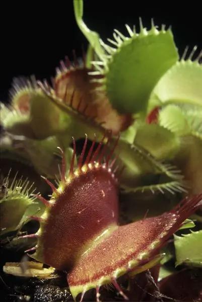 《百花集》(一百九十六) 《百花集》(一百九十六)