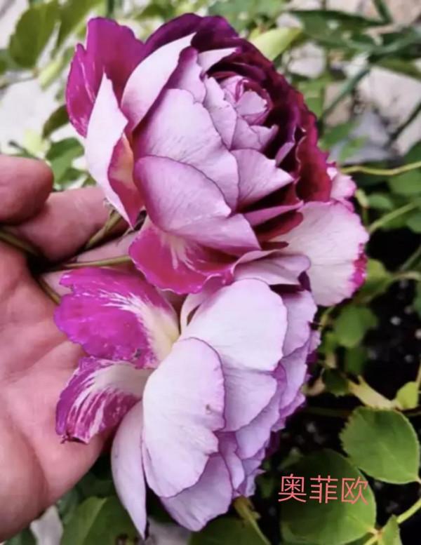 木村卓功及木村系列月季品種（4）