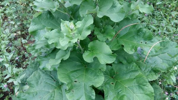 日本視為人參,引進我國沒幾人吃,如今大規模種植,又是機會嗎? 日本視為人參,引進我國沒幾人吃,如今大規模種植,又是機會嗎?