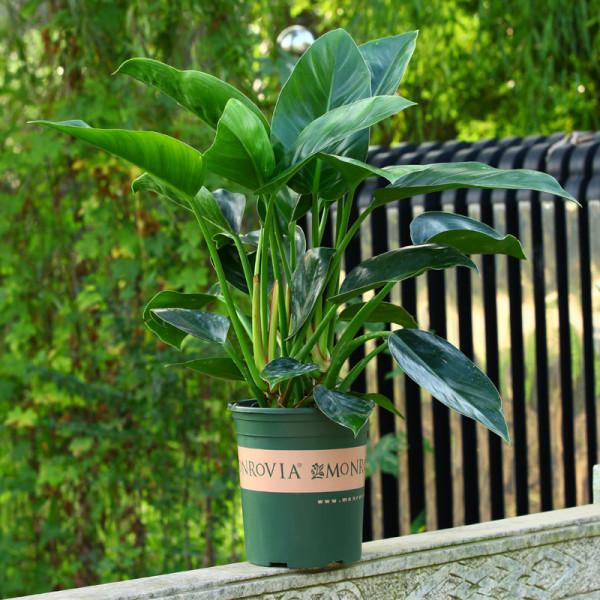 100種觀葉綠植,50種大型的,50種小型的,家裡沒有陽光也能養 100種觀葉綠植,50種大型的,50種小型的,家裡沒有陽光也能養