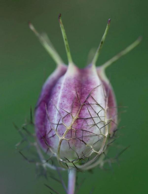 這種花,插花太有氣質了 這種花,插花太有氣質了