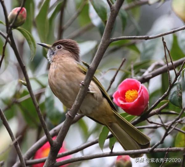 茶花滿樹開，眾多鳥兒來