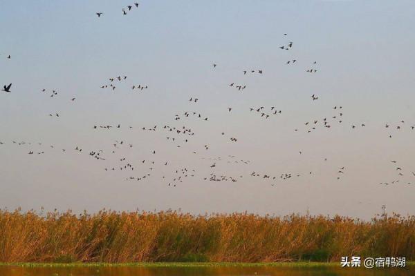 宿鴨湖：冬天的期待已經來臨