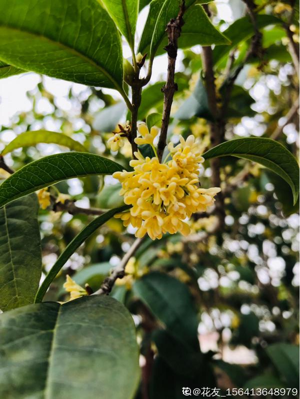 秋天養盆“俏姑娘”，只有秋天才豔麗，錯過又要等一年