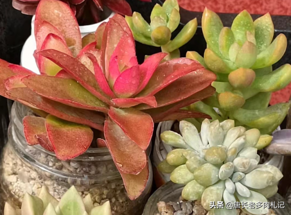 新玩法——用玻璃瓶養多肉,既方便打理又易於上色,陽臺黨的福音 新玩法——用玻璃瓶養多肉,既方便打理又易於上色,陽臺黨的福音