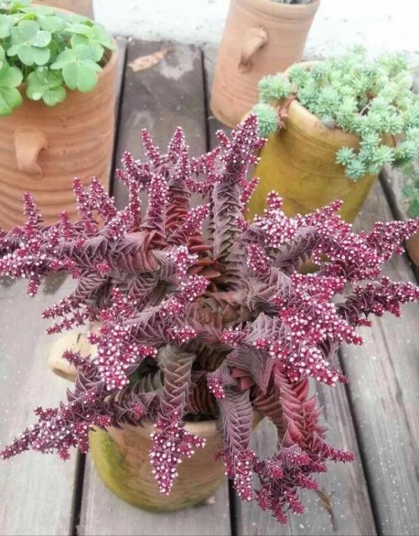 50種多肉開花欣賞，你養的開花了嗎？快來曬曬