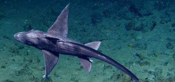 科學家首次拍到“幽靈鯊”，一種比恐龍還古老的遠古生物
