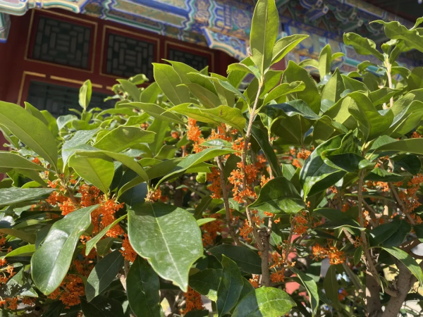 頤和園的桂花，開了！記憶裡都飄香……