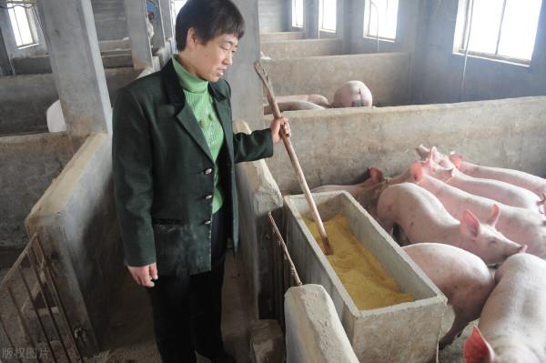 養殖業的危機：2022年要警惕三種疾病，涉及到豬、牛、雞，早準備