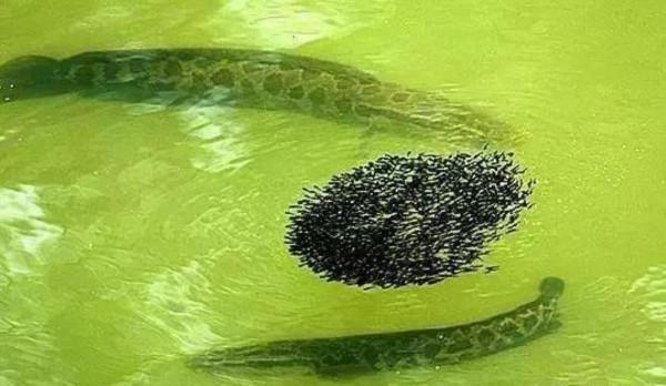 亞洲黑魚入侵美國！一米多長體如胖豬，美國人為何束手無策？