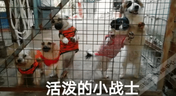 繁殖場場主跑路，留下四隻狗狗被鎖籠中，絕望等死