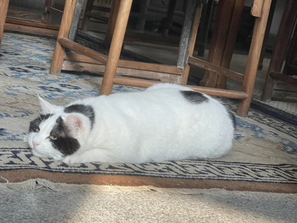 大阿寶：感覺我也可以當演員