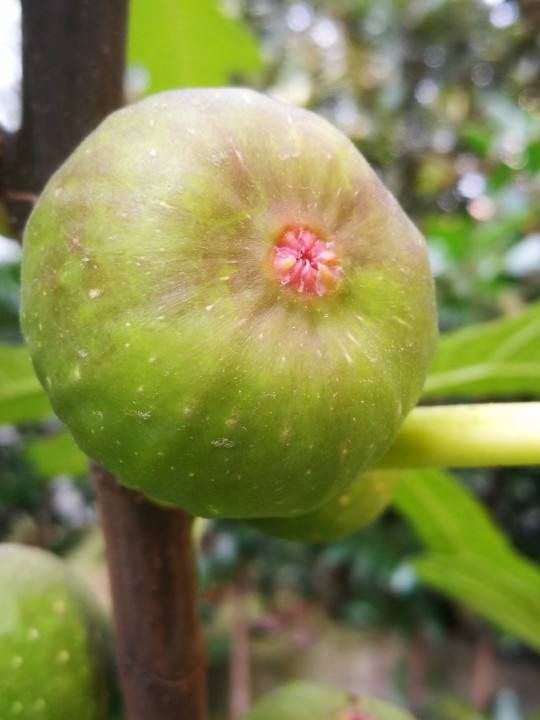 無花果不愁不會挑,簡單3招,店老闆都直呼內行 無花果不愁不會挑,簡單3招,店老闆都直呼內行