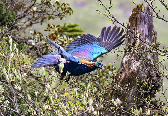 中外“彩虹鳥”大比拼，誰的羽毛顏色，是你心目中的“彩虹色”？