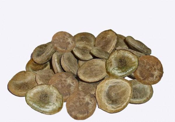 中藥泡酒來養生,一著不慎險喪命 中藥泡酒來養生,一著不慎險喪命