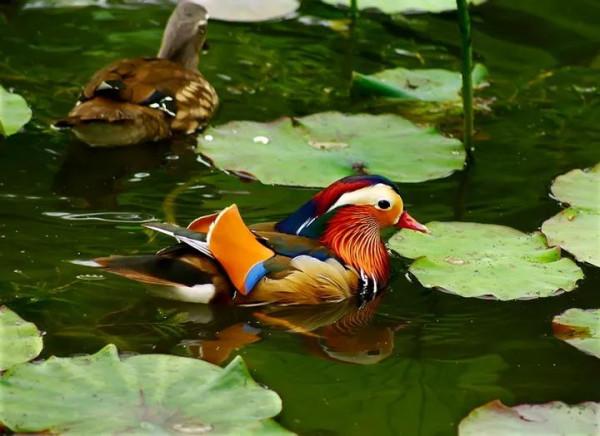 鴛鴦鳥精美圖片