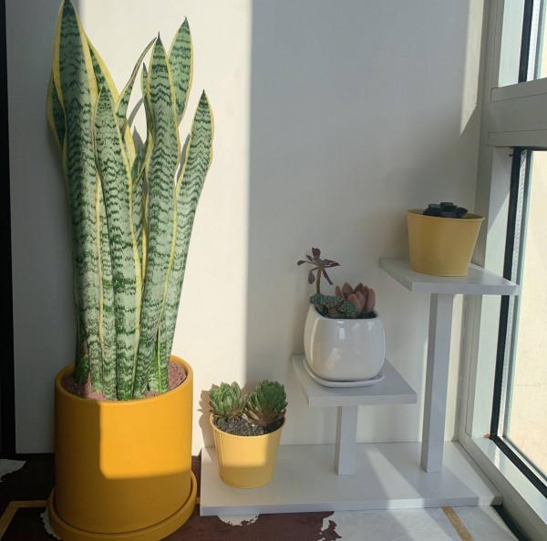 4種耐旱小盆栽,秋季天涼剛好繁殖,從少變多很容易 4種耐旱小盆栽,秋季天涼剛好繁殖,從少變多很容易