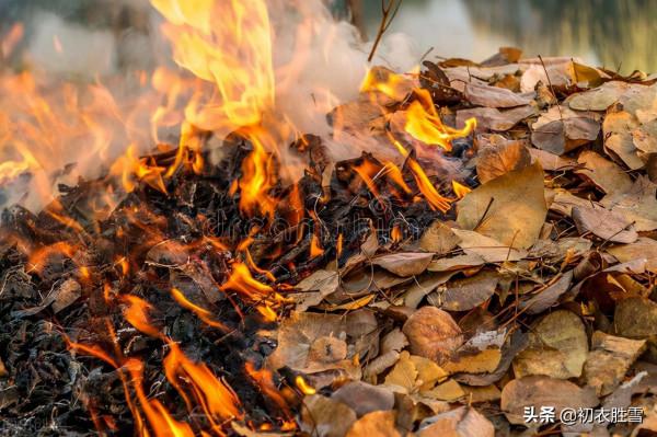 明麗落葉詩六首,葉落歸根,秋到任他林落葉,春來從你樹開花 明麗落葉詩六首,葉落歸根,秋到任他林落葉,春來從你樹開花