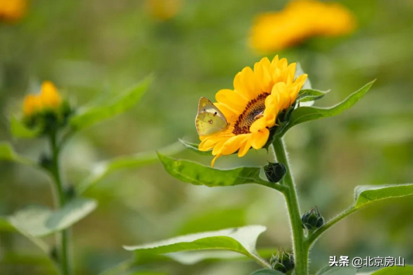 電梯直達！歡迎來到房山這座向日葵空中花園！
