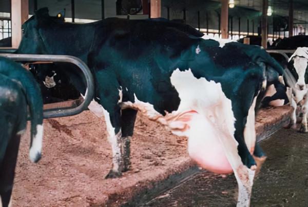 轉基因食品的真相：早期的轉基因研究