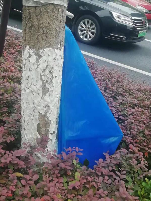 以色列的水稻非淹水滴灌栽培技術，產量提高1.5倍