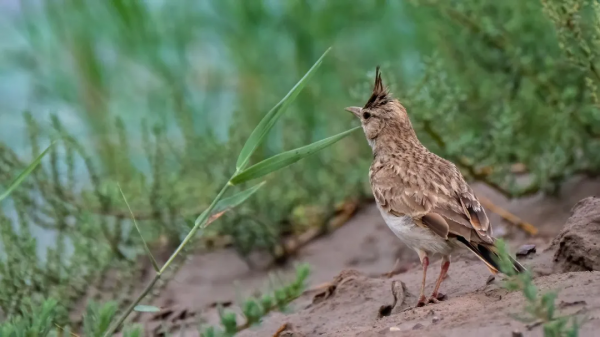 「山西鳥類圖鑑」| 鳳頭百靈