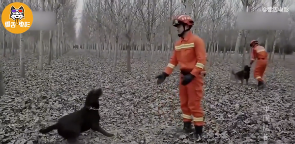 成為搜救犬有多難？爬障礙、鑽廢墟，每天訓練8小時！紀錄片