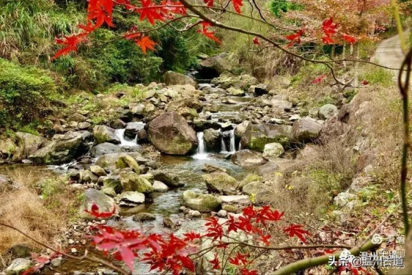 這條被譽為“浙江西南第一嶺”的紅楓古道你去過嗎？