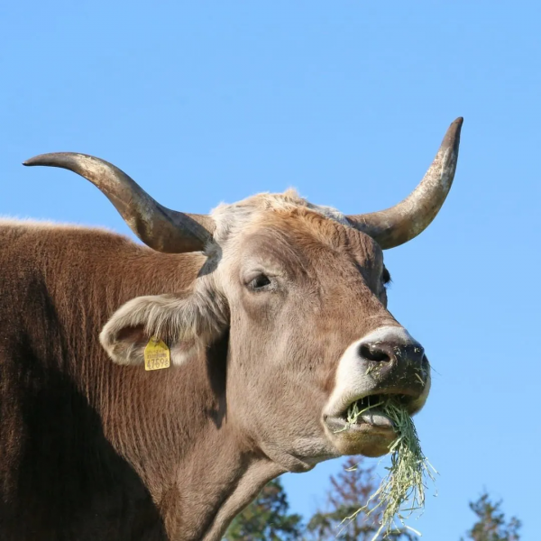 關於牛,全都是好看的 關於牛,全都是好看的