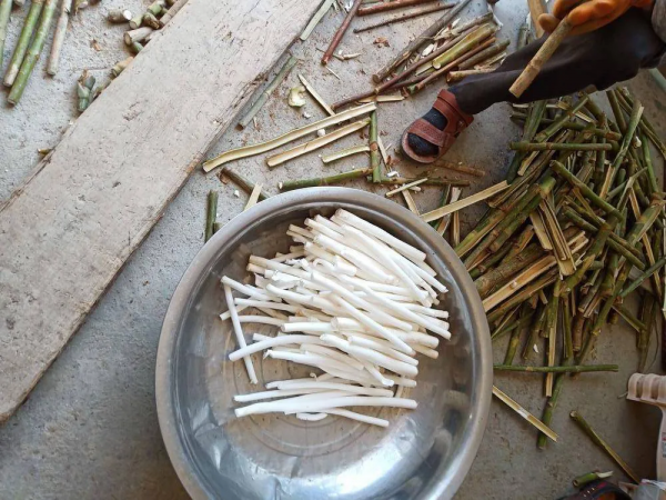 通草有什麼作用?3大用途,難怪市場價格這麼高,100多元一斤 通草有什麼作用?3大用途,難怪市場價格這麼高,100多元一斤