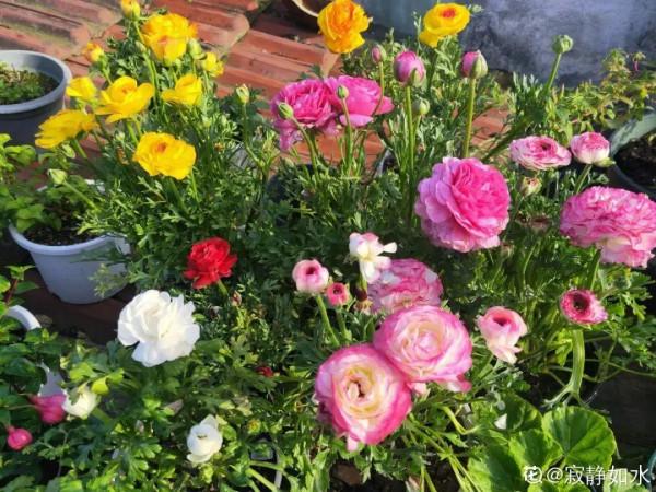 家裡養的“仙女花”,奶奶非說是芹菜,還薅一把想炒菜吃 家裡養的“仙女花”,奶奶非說是芹菜,還薅一把想炒菜吃