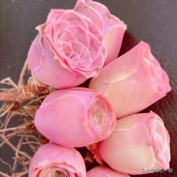 分享&mdash;&mdash;玫瑰多肉