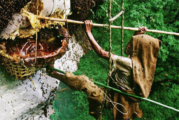 喜馬拉雅山採蜜人:蜂蜜每公斤3500美元也不賣,特供給尼泊爾皇室 喜馬拉雅山採蜜人:蜂蜜每公斤3500美元也不賣,特供給尼泊爾皇室