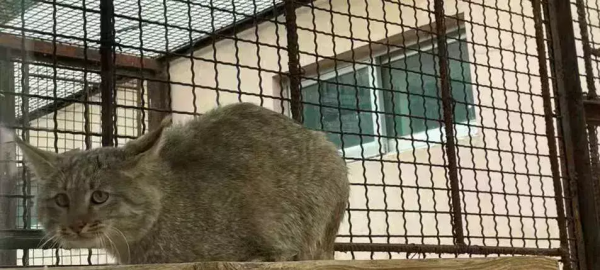 中國“最窮”的動物園 在中國最高的地方