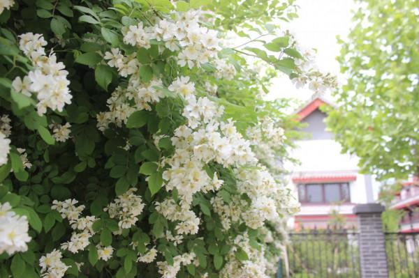 接下來一個月，燕都古城是這樣的