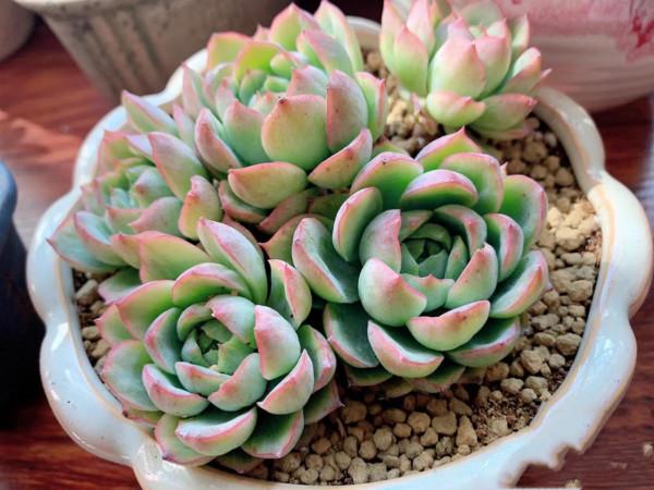 看了就想抱回家的多肉